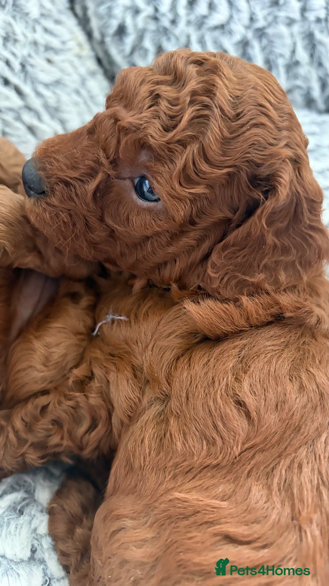 Irish Doodle dogs 3 Gorgeous Irish Doodle Boy Puppies - Advert 3