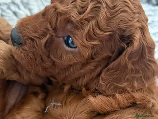 Irish Doodle dogs 3 Gorgeous Irish Doodle Boy Puppies - Advert 14