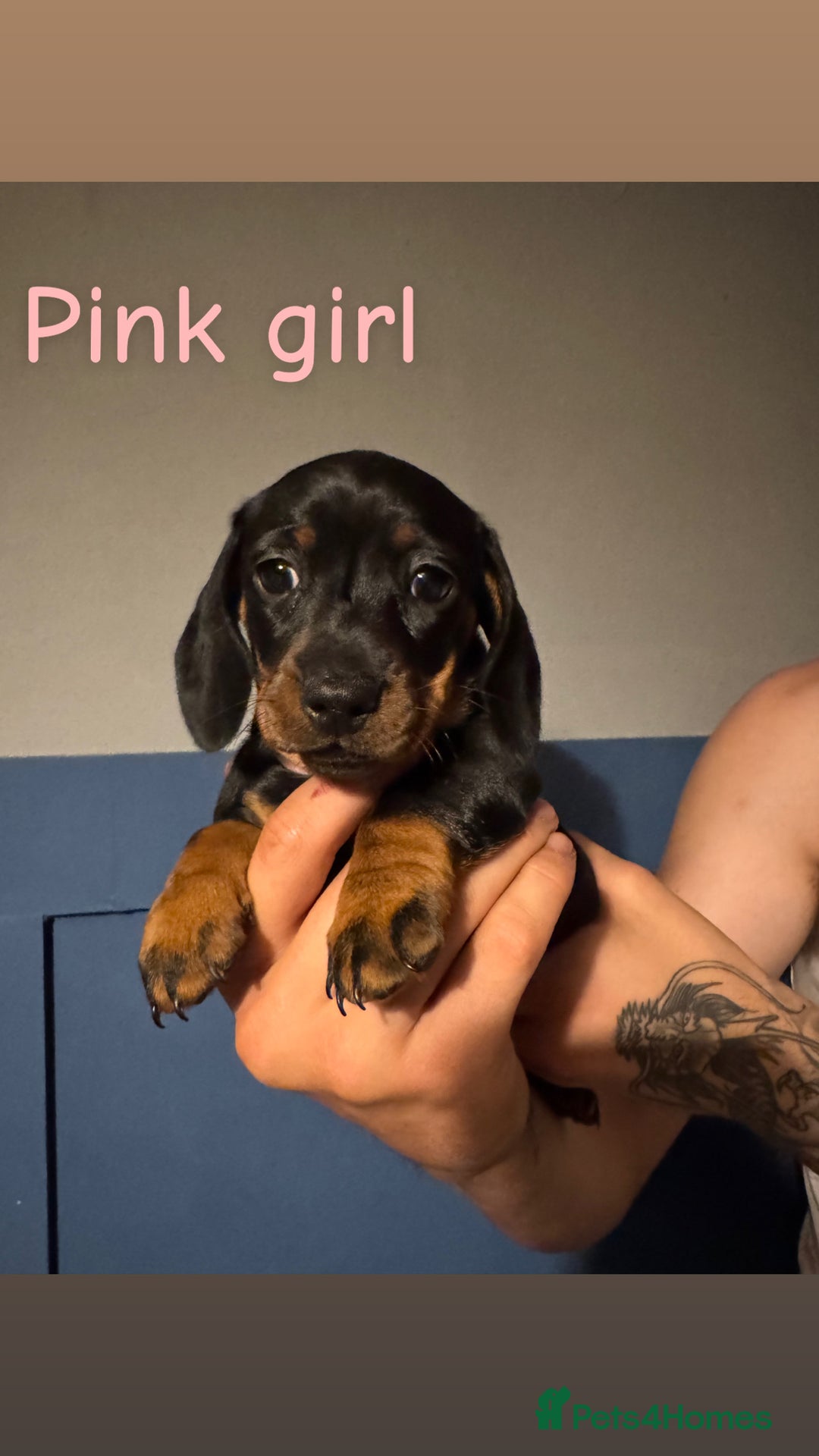 Miniature Dachshund dogs for sale: 4 beautiful miniature dachshund puppies - Image 3