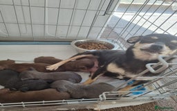 Chihuahua dogs for sale: Beautiful Chihuahua puppies  - Image 8
