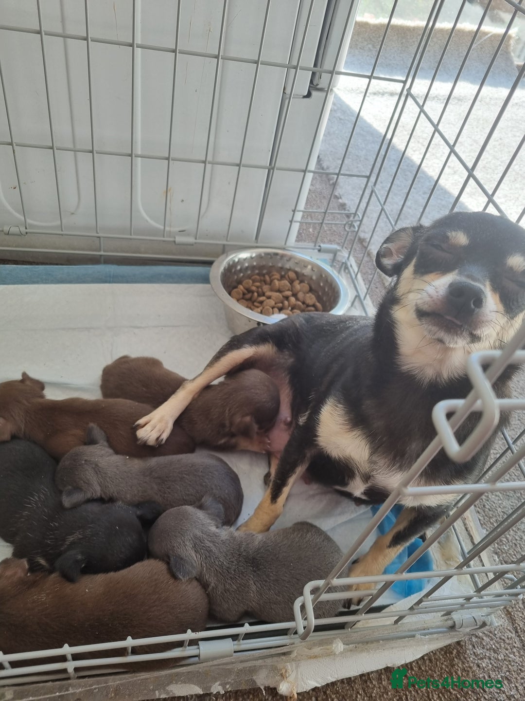 Chihuahua dogs for sale: Beautiful Chihuahua puppies  - Image 8