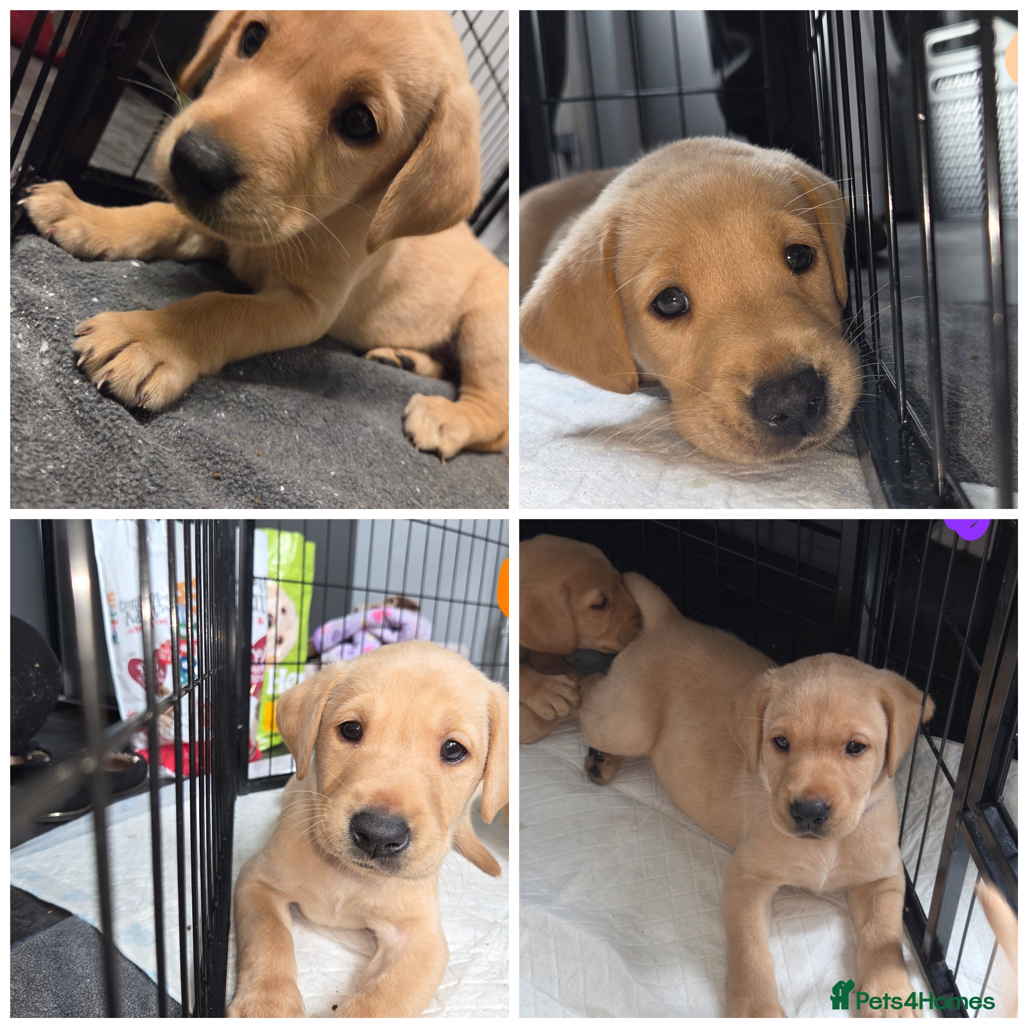 Labrador Retriever dogs Ready now KC Labrador pups 3 boys 1 girl!  - Advert 6