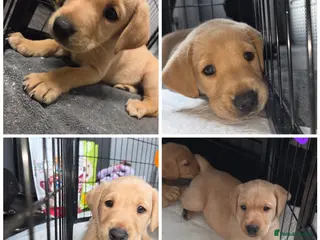 Labrador Retriever dogs Ready now KC Labrador pups 3 boys 1 girl! - Advert 6