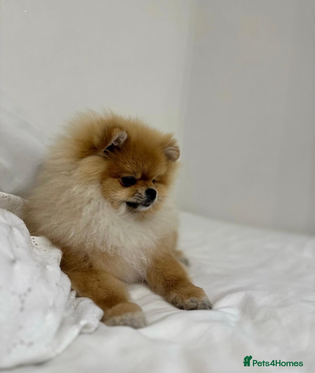 Pomeranian dogs for sale: Kc reg Pomerania  - Image 2