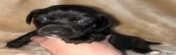 Jack Russell dogs for sale: Beautiful Jack Russell girls  - Advert 14
