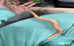 Snake reptiles for sale: CB24 Male Albino Western Hognose - Advert 6