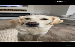 Golden Retriever dogs for sale: Golden retriever puppies - Image 9