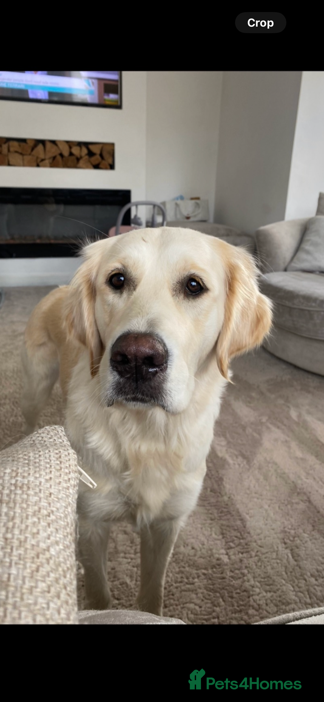 Golden Retriever dogs for sale: Golden retriever puppies - Image 9