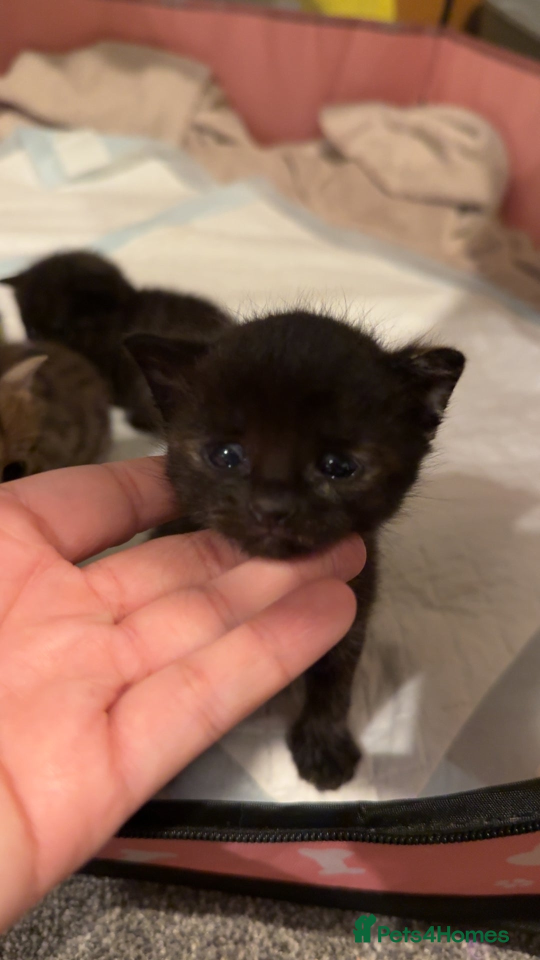 Mixed Breed cats for sale: 9 Mixed Bengal Kittens For Sale - Image 10