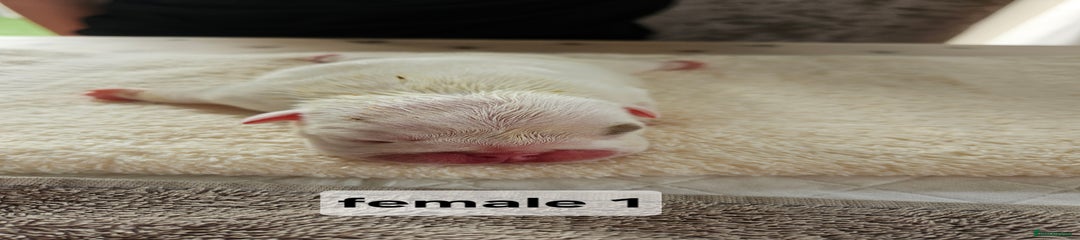 English Bulldog female 1