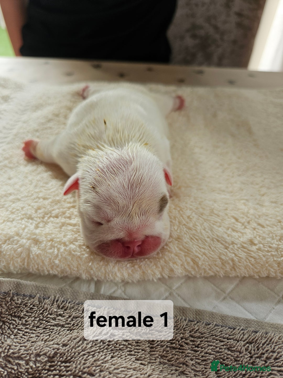 English Bulldog dogs for sale: Kennel club registered English bulldog puppies  - Image 2