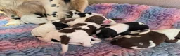 English Springer Spaniel dogs for sale: KC Home - Heath tested, Licensed Springer Pups⭐️ - Advert 11