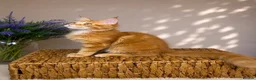 Maine Coon cats for sale: Pedigree Maine Coon Kittens 🌺 Champion Bloodlines - Advert 11