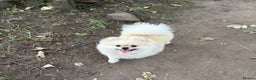Pomeranian dogs for stud: Pomeranian Stud 1yr - Advert 10