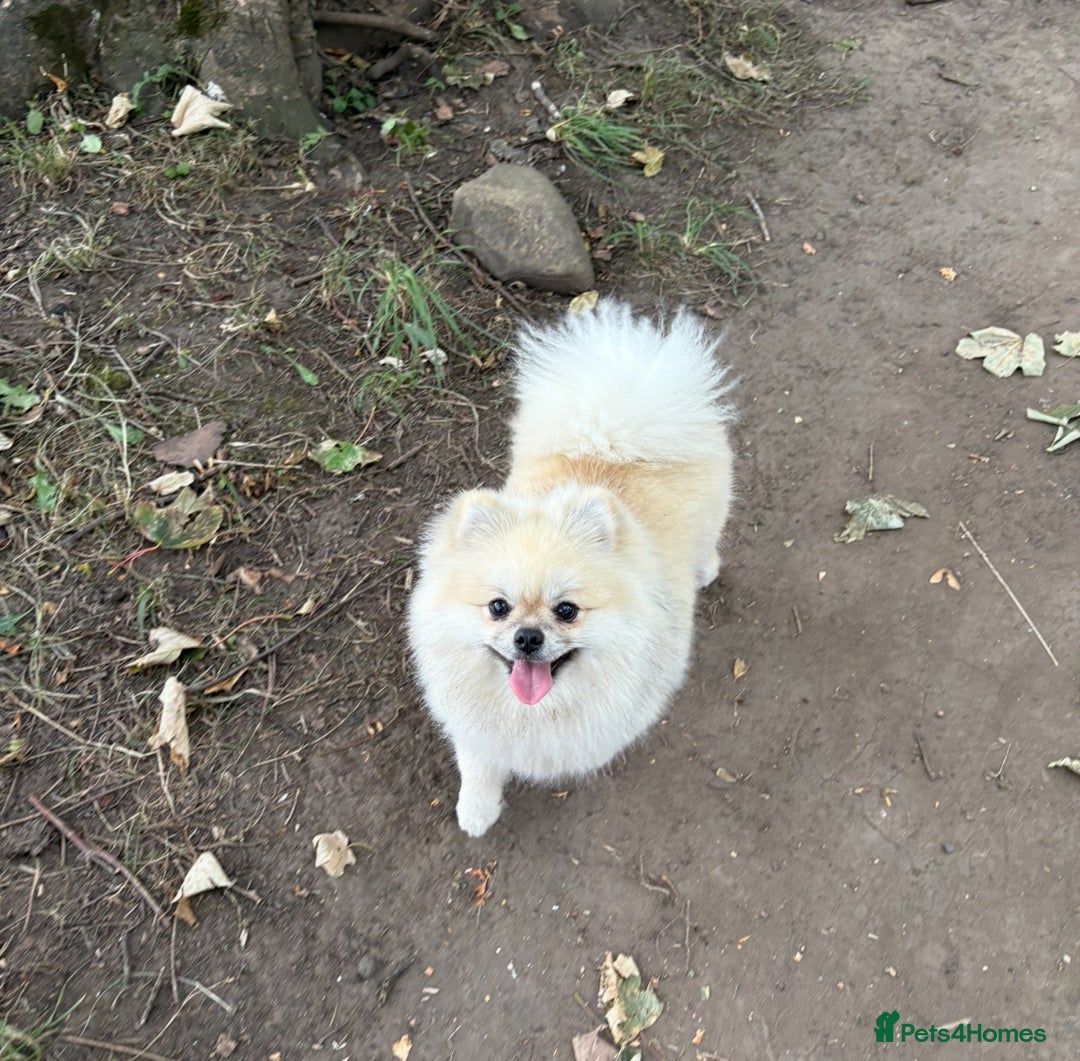 Pomeranian dogs for stud: Pomeranian Stud 1yr - Advert 10