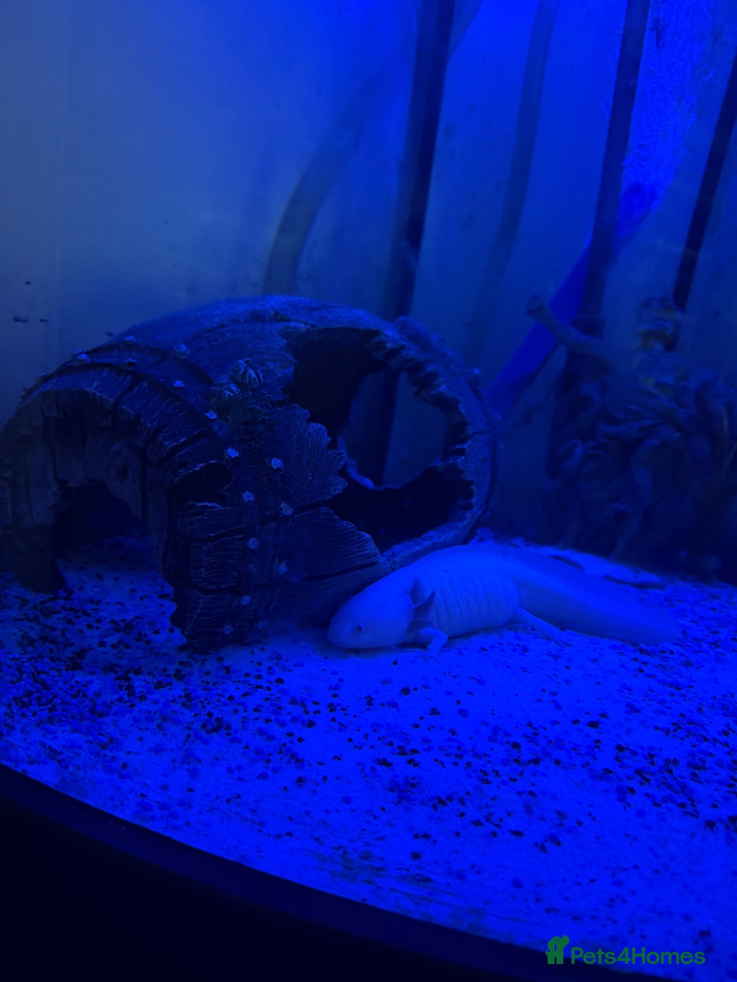 Axolotl reptiles Axolotls  - Advert 2