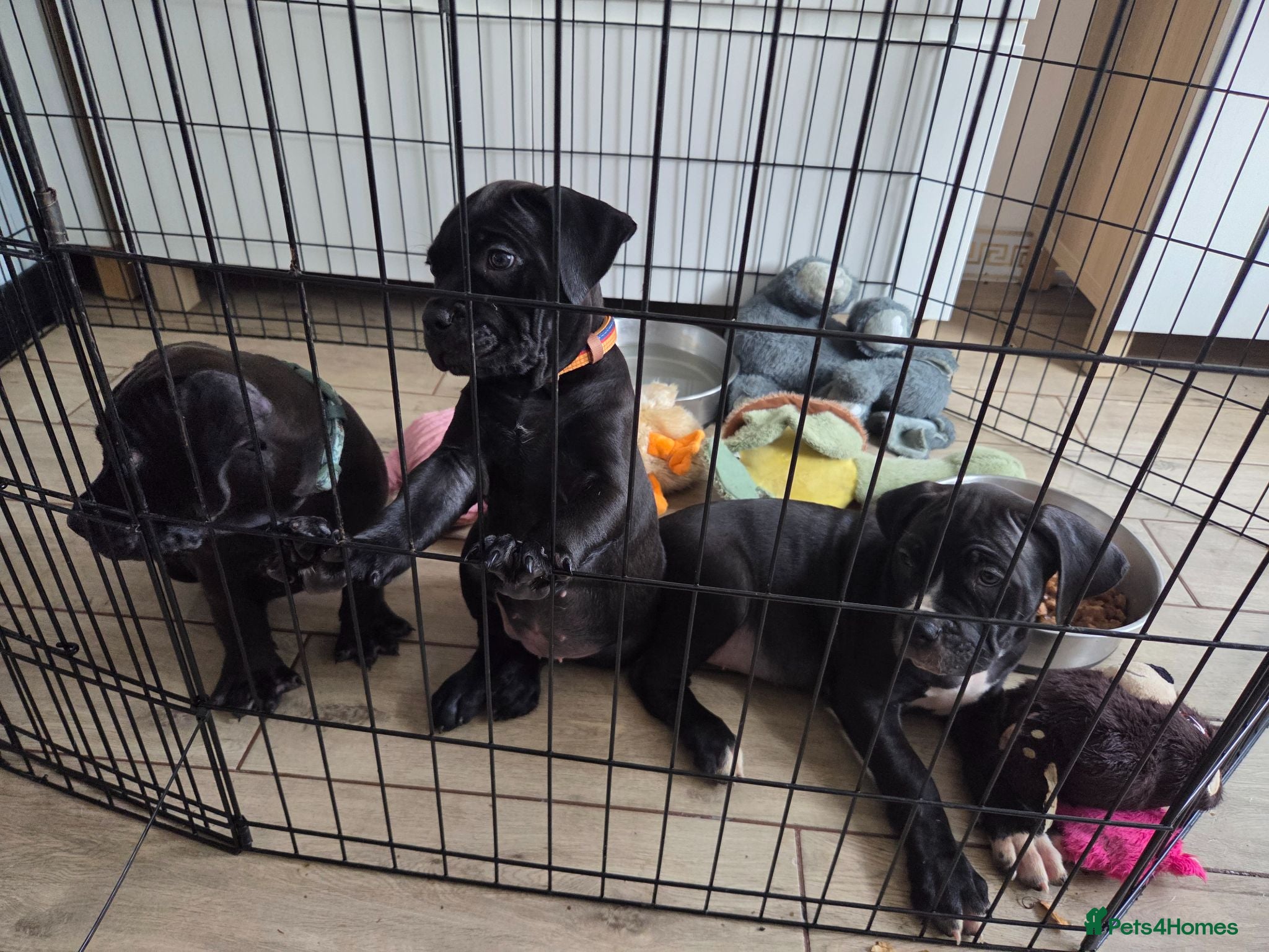 Mixed Breed dogs Only 3 girls left - Advert 15