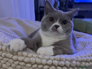 British Shorthair cats Beautiful BH Bicolour Kittens. Ready now! - Advert 10