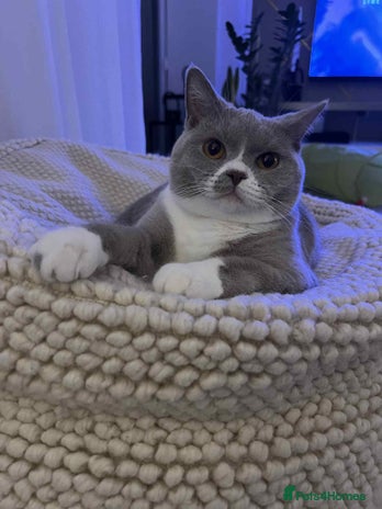 British Shorthair cats Beautiful BH Bicolour Kittens. Ready now! - Advert 5