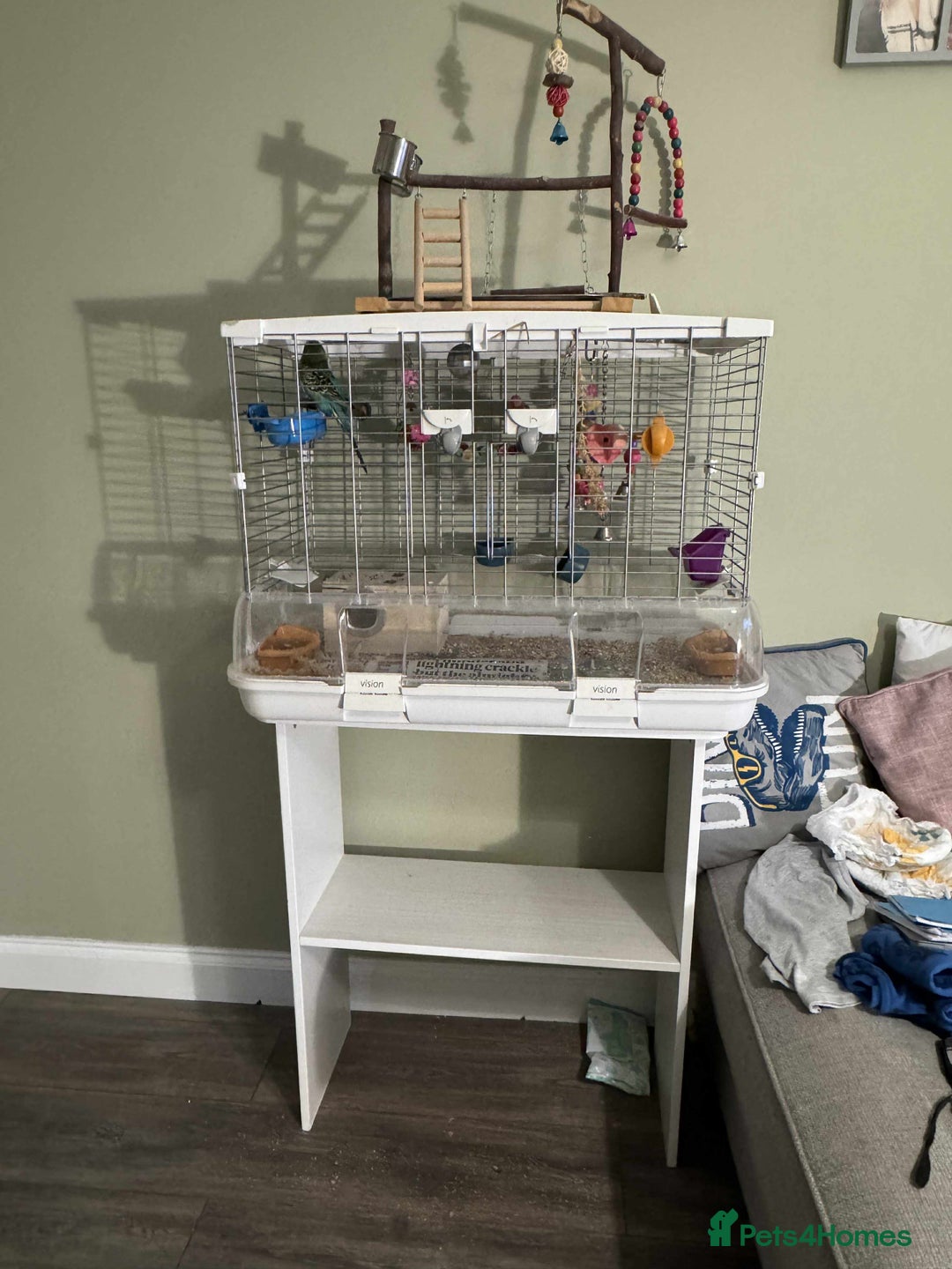 Budgerigars birds for sale: Two budgies  - Image 4
