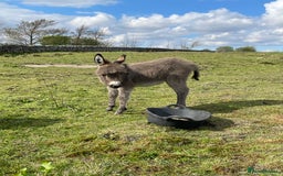 Miniature horses for sale: Miniature Mediterranean Donkey foals - Image 3