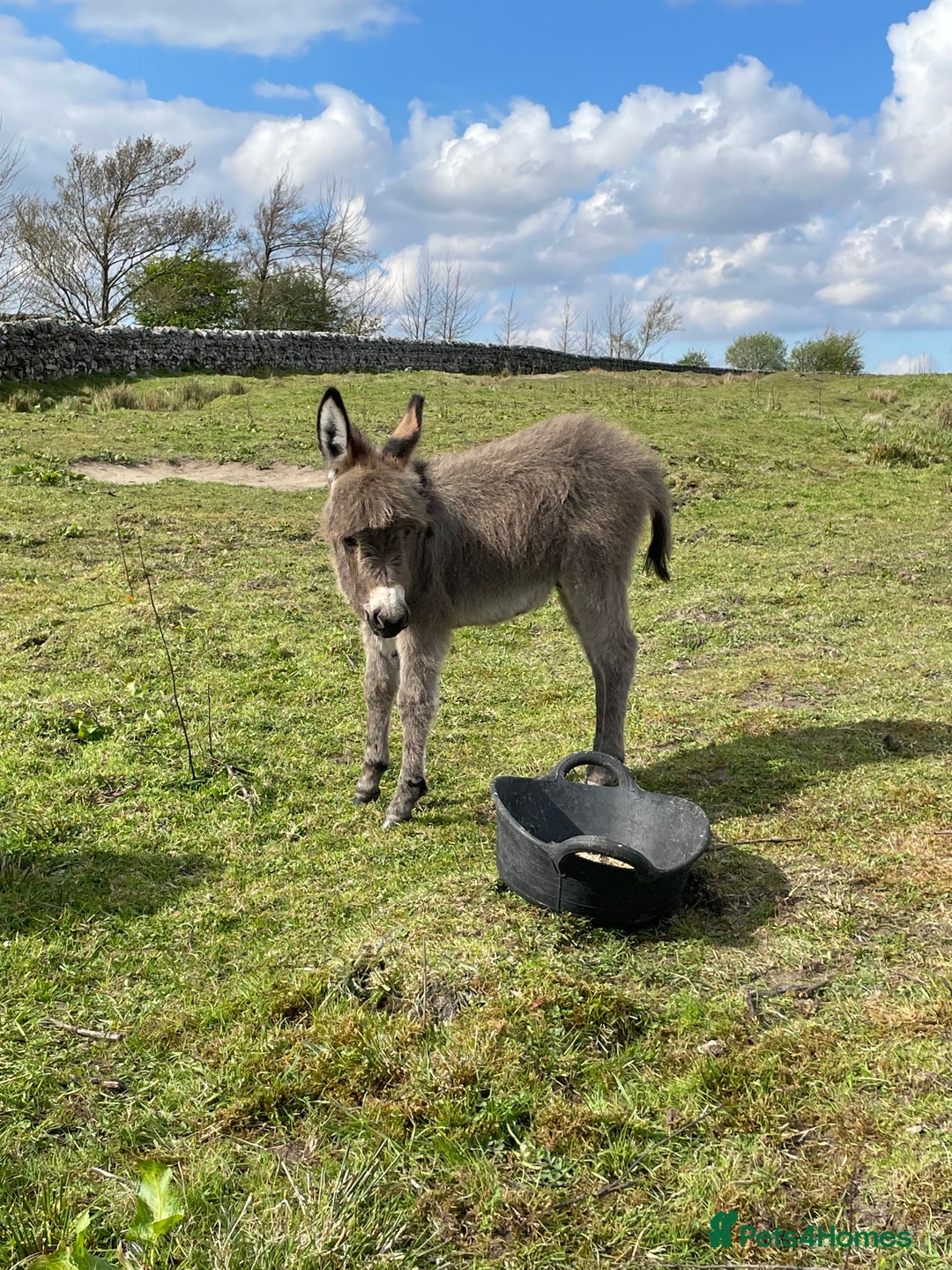 Miniature horses for sale: Miniature Mediterranean Donkey foals - Image 3