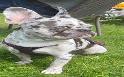French Bulldog dogs for sale: French bulldog  - Image 10