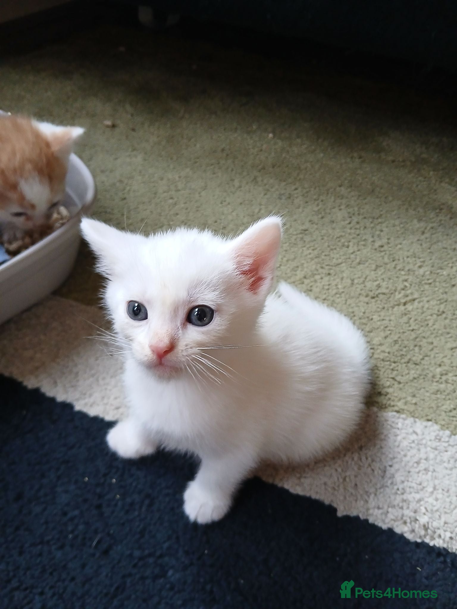 Mixed Breed cats Kittens  - Advert 2
