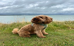 Cavapoo dogs for sale: A special boy in need of a special home  - Image 5