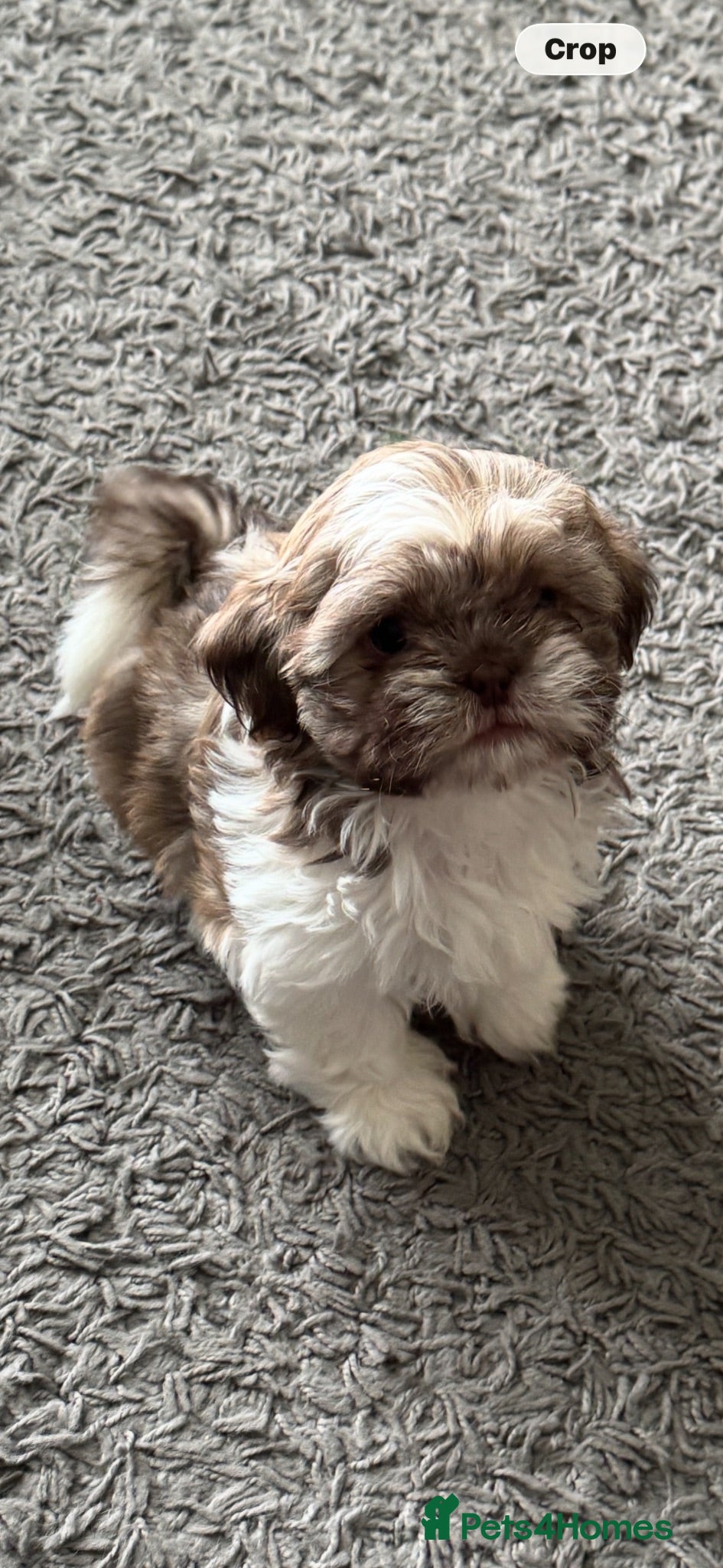 Shih Tzu dogs Beautiful Shih Tzu puppy - Advert 1