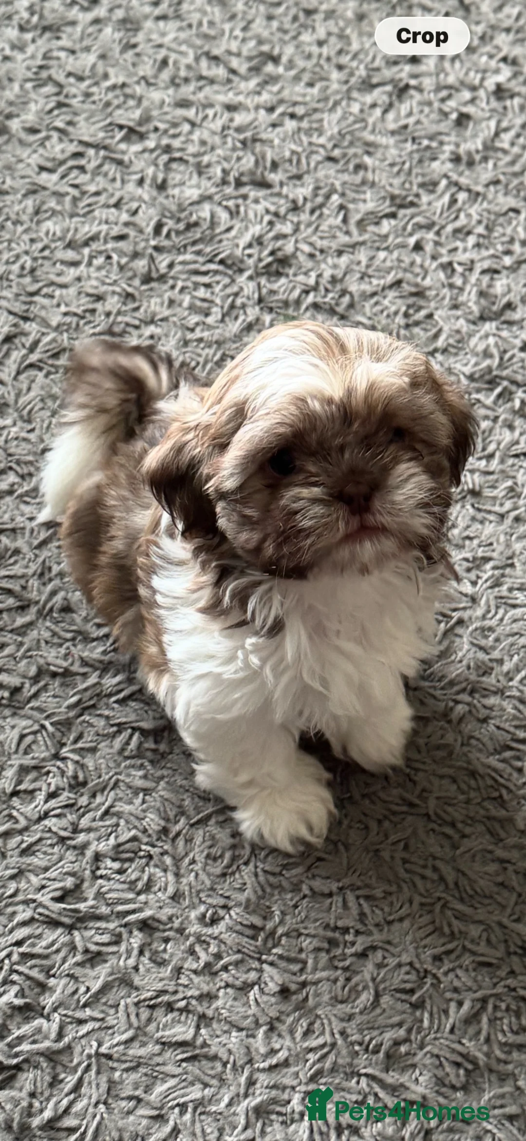Shih Tzu dogs for sale: Beautiful Shih Tzu puppy - Advert 1