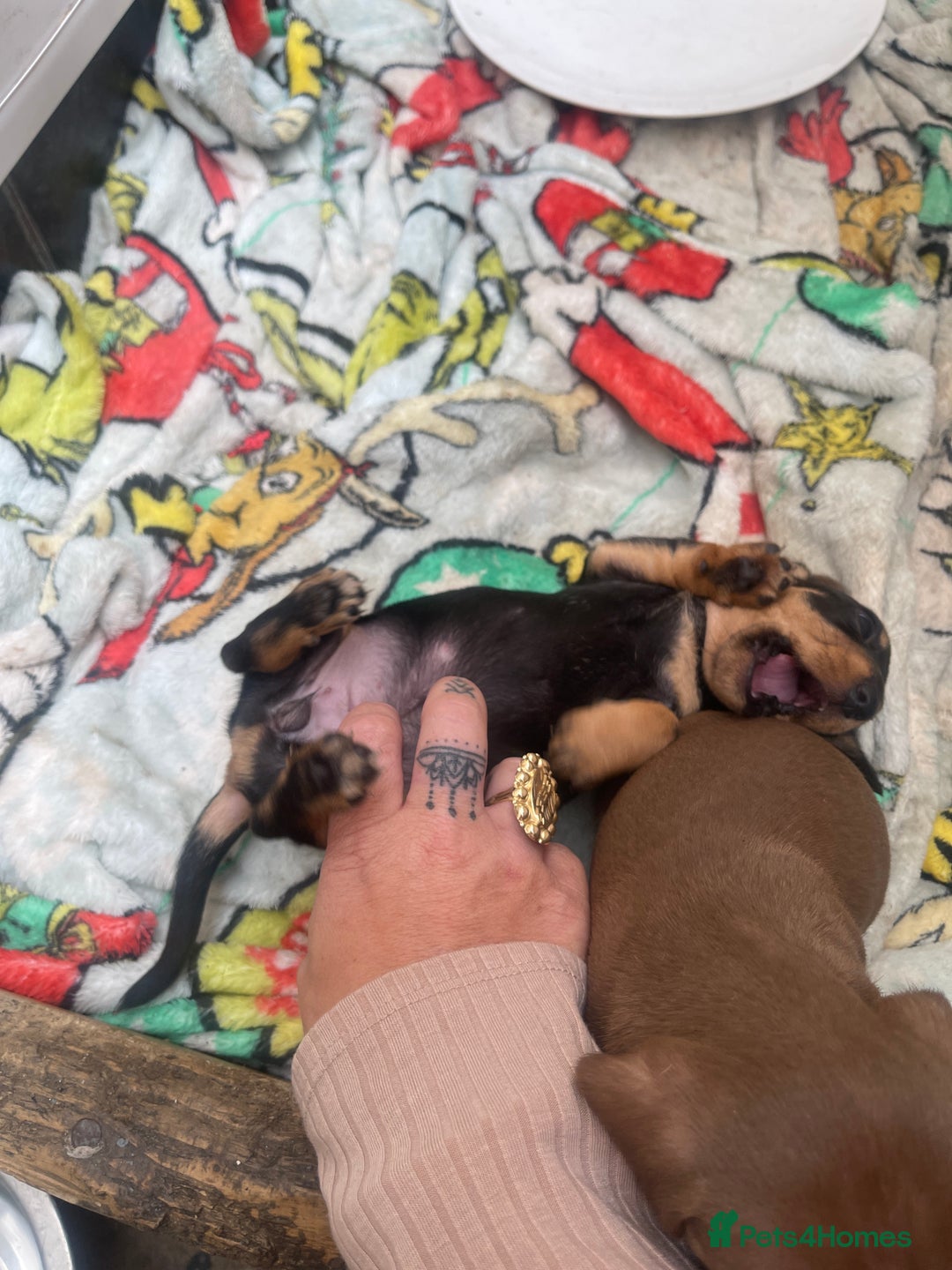 Dachshund dogs for sale: Dachshund puppies  - Image 9