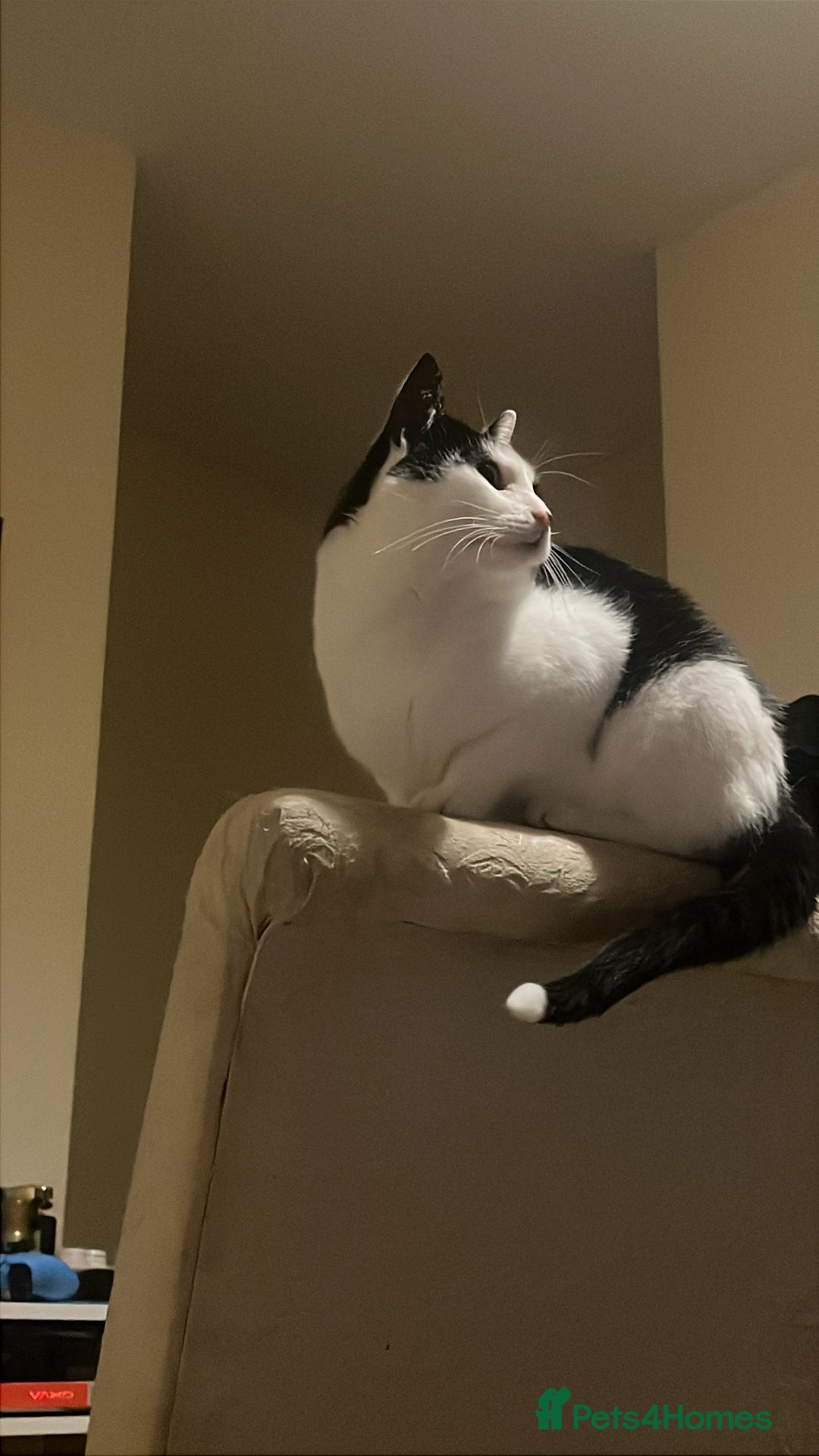 Mixed Breed cats for sale: 2 bonded cats - Advert 2