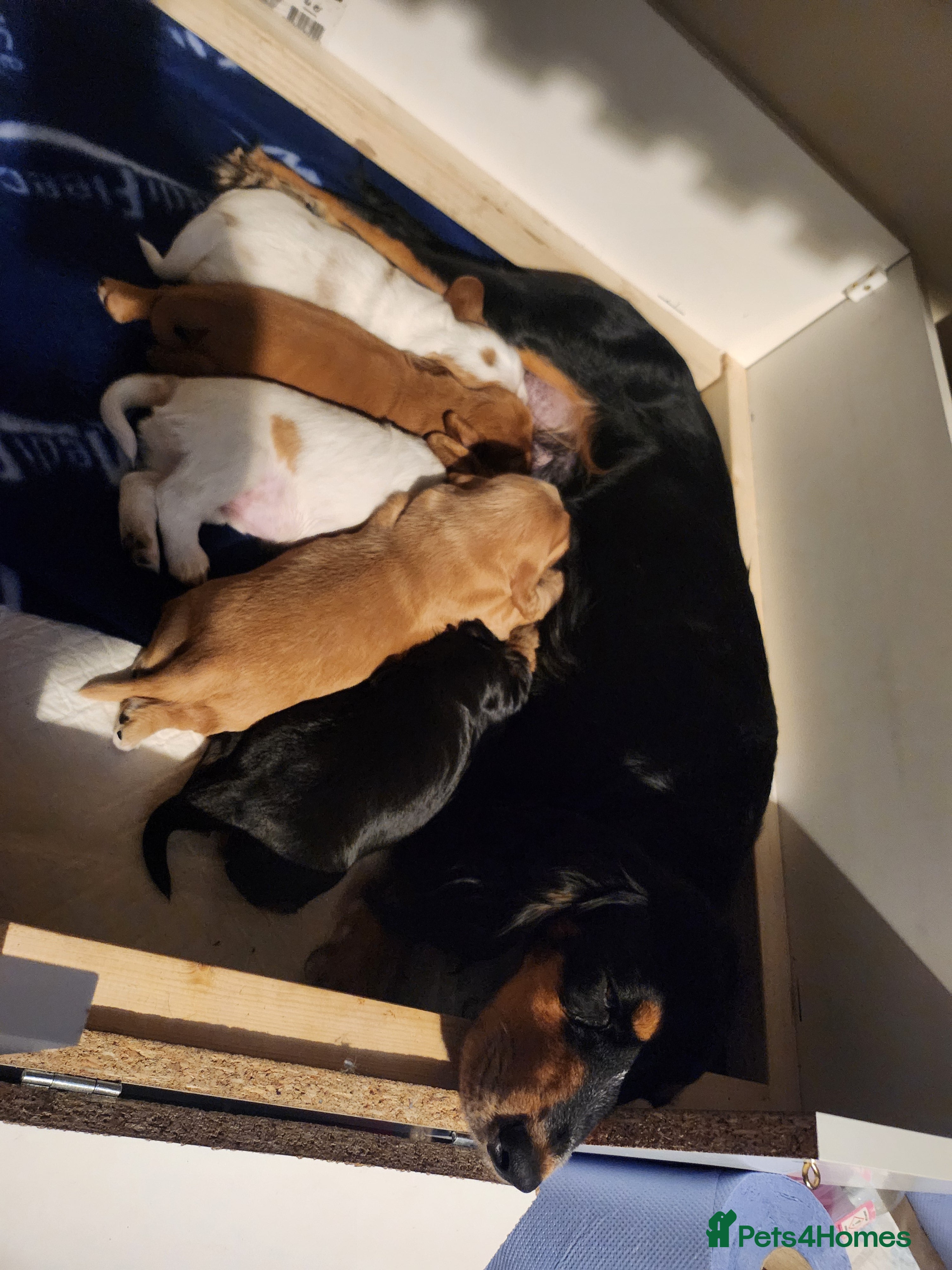 Mixed Breed dogs Beautiful Cockalier Puppies - Advert 2