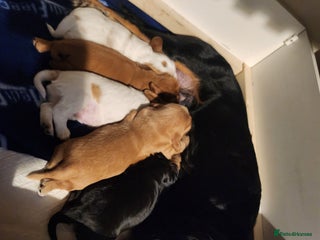 Mixed Breed dogs Beautiful Cockalier Puppies - Advert 1