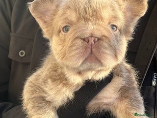 French Bulldog dogs NEW SHADE VISUAL FLUFFY+ ISABELLA FRENCH BULLDOG - Advert 3