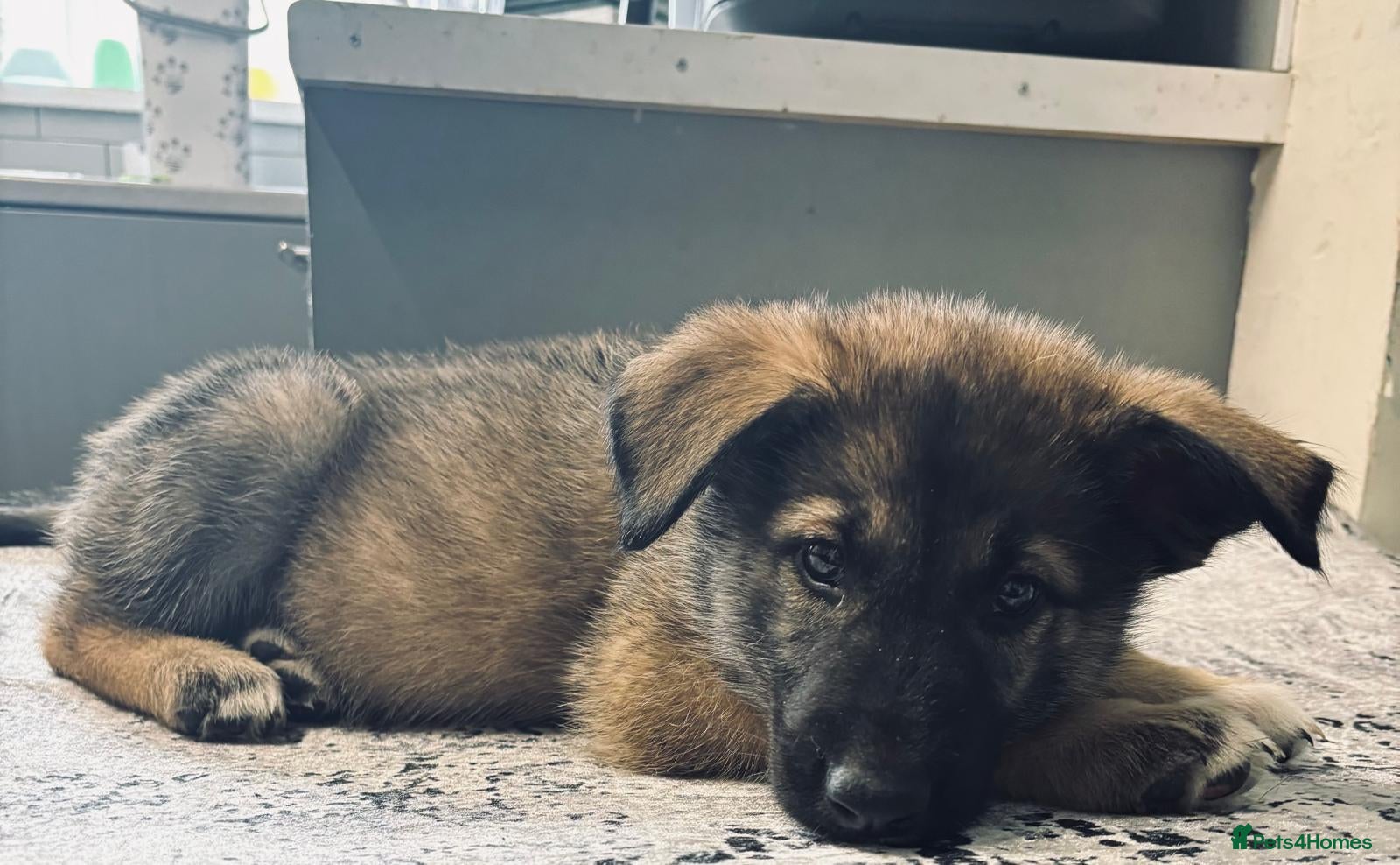 Mixed Breed dogs Puppies ready to leave - Advert 4