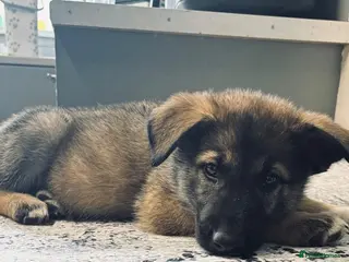 Mixed Breed dogs Puppies ready to leave - Advert 4