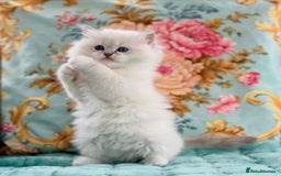 Ragdoll cats for sale: 2 beautiful Active girls  - Image 9