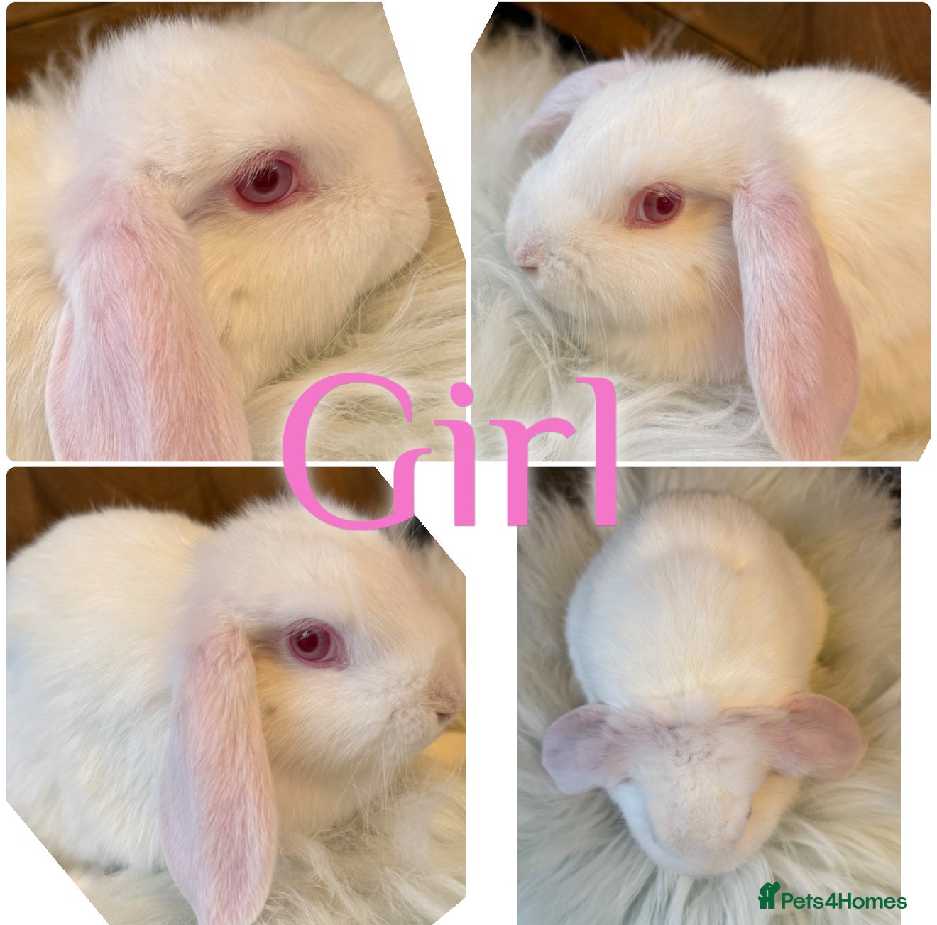 Mini Lop rabbits Beautiful Baby Mini Lop Rabbits Ready To Go 8wks - Advert 2