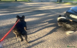 Mixed Breed dogs for sale: Bear - Staffy X German Shepherd - Image 9