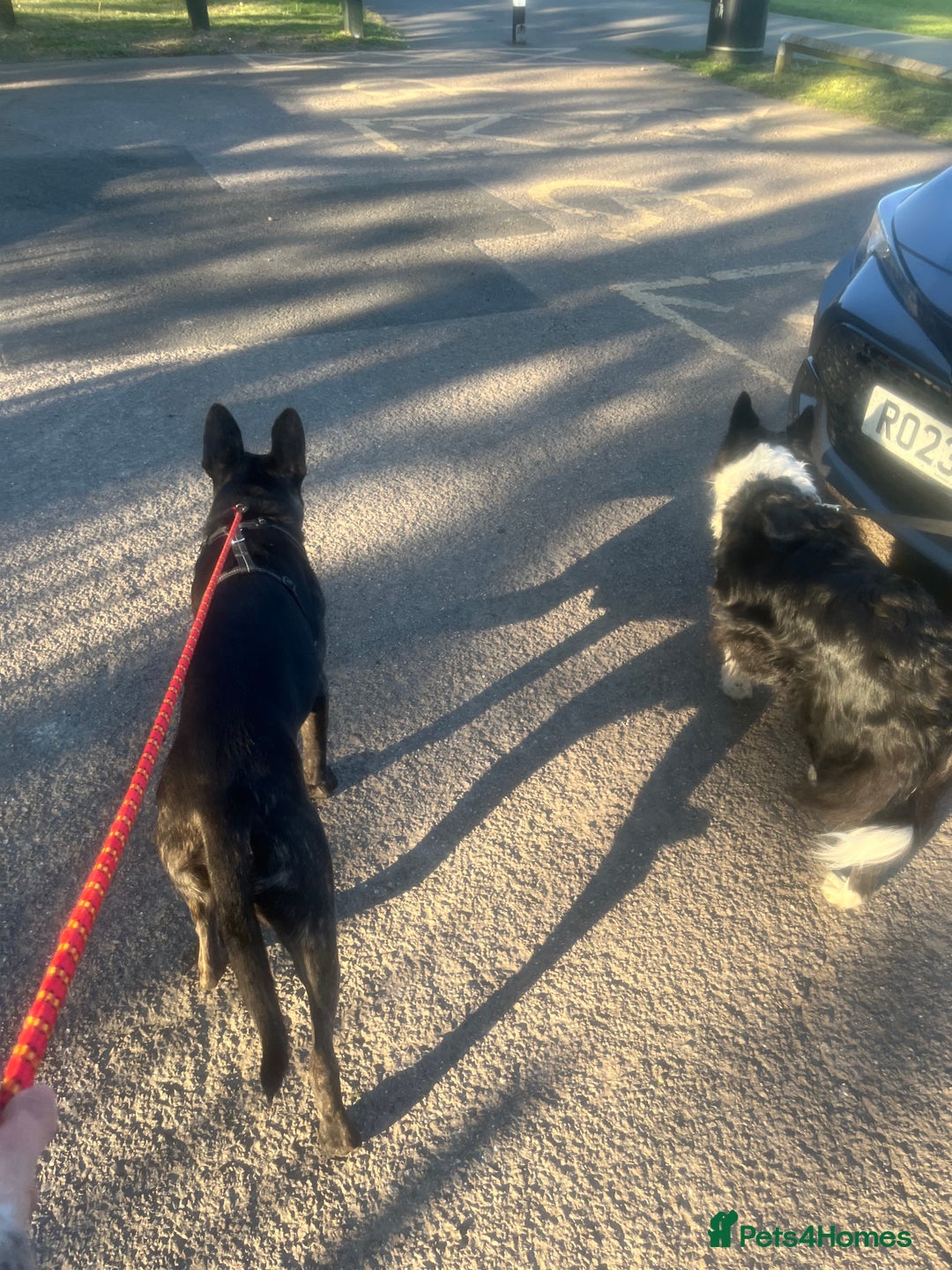 Mixed Breed dogs for sale: Bear - Staffy X German Shepherd - Image 9