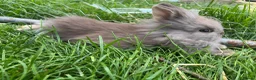 Lionhead rabbits for sale: Lionhead rabbits with starter pack in Ripley - Advert 8