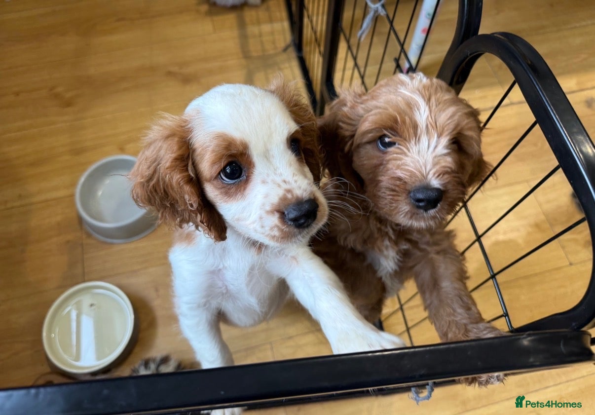 Mixed Breed dogs Cavapoo Puppies - Ready Now x3 boys Left - Advert 1