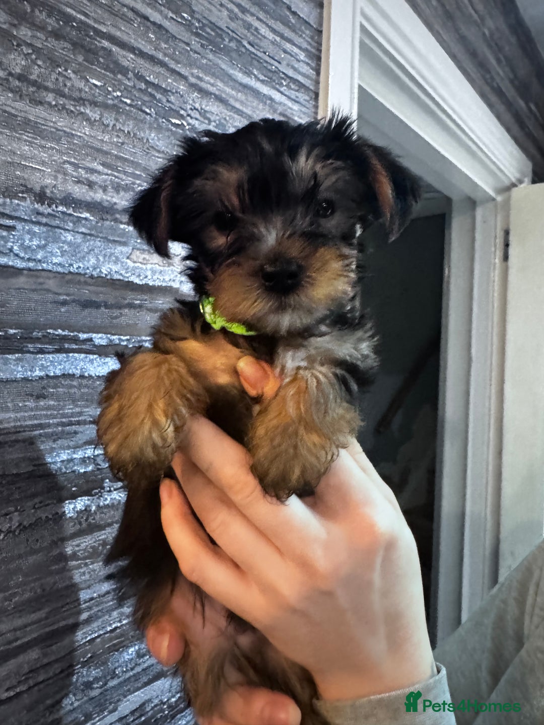 Yorkshire Terrier dogs for sale: 5x Boys 2x Girls Gorgeous Yorkshire Terriers  - Advert 3