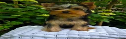 Yorkshire Terrier dogs for sale: Top quality female - Advert 7