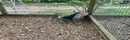 Peafowl poultry for sale: Peacocks/hen - Advert 10