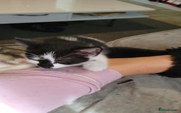 Domestic Shorthair cats for sale: 3 playful kittens - Image 7