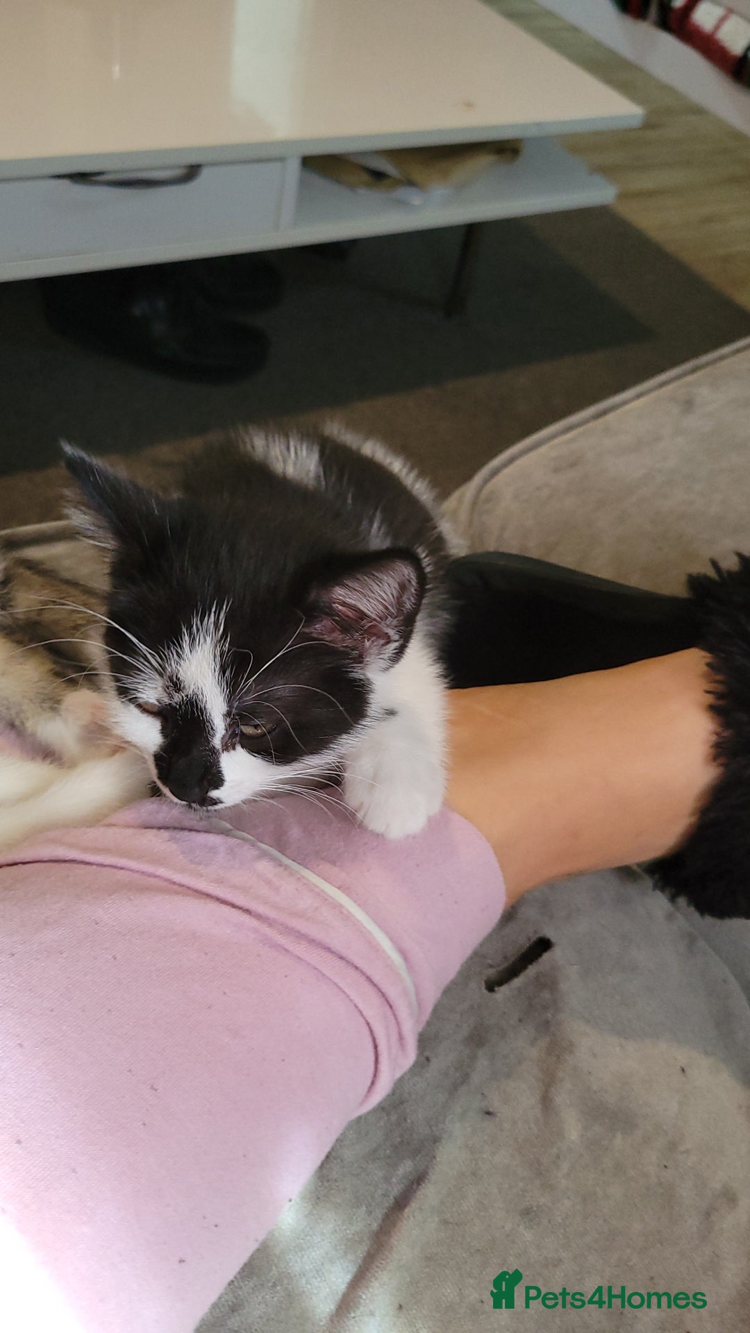 Domestic Shorthair cats for sale: 3 playful kittens - Image 7
