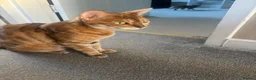 Bengal cats for sale: Mixed bengal kittens  - Advert 2